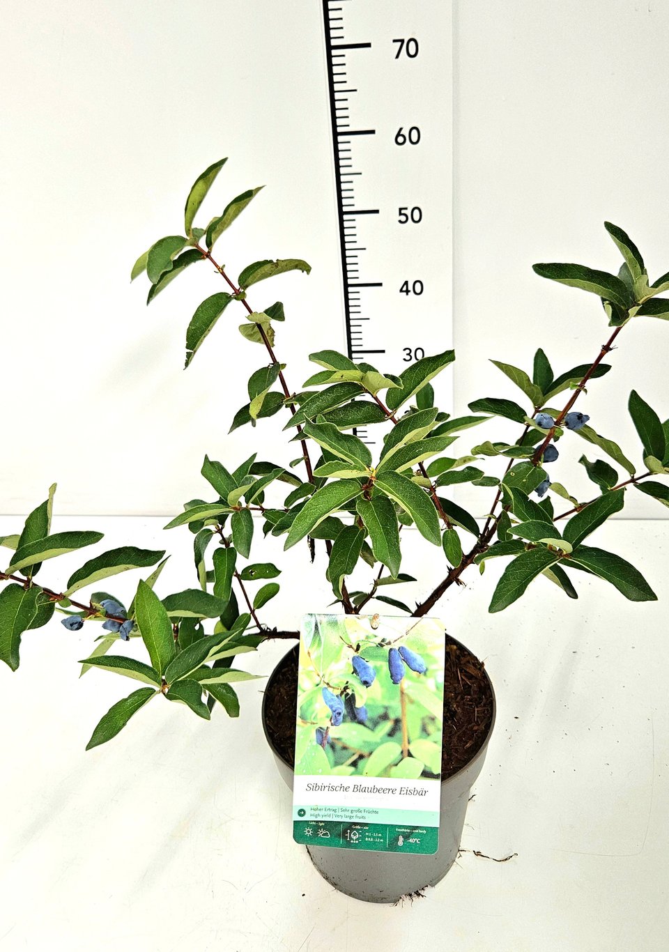 Lonicera kamtschatica 'Eisbär' - C5 40-50 CM